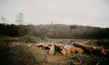 Пиломатериалы в Китай: первая экспортная сделка на Петербургской бирже состоялась