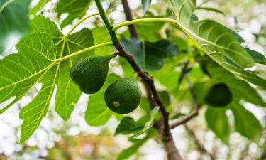 Регулярное удобрение улучшило рост инжирного дерева