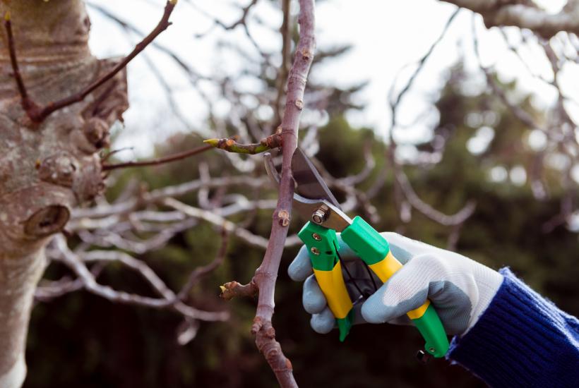 Обрезка дерева