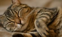 Владельцы умиляются, а кошка страдает: главная ошибка в холодный сезон