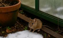 Мыши в панике: две капли — и вся армия грызунов бежит. Новый способ защитить участок без яда