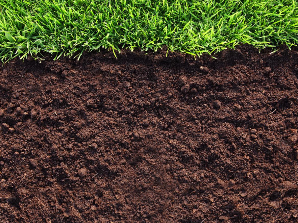 Такого никто не ожидал: старые сенокосы стали эталоном плодородия