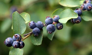 Ирга выдерживает морозы до −40 градусов без укрытия