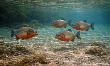 В лагуне Лагоа-Нова зафиксировали 10 укусов пираний за месяц — биолог Мотта