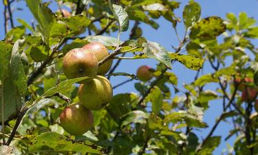 Садоводы спорят годами, но спасает только этот способ: яблоня отблагодарит урожаем