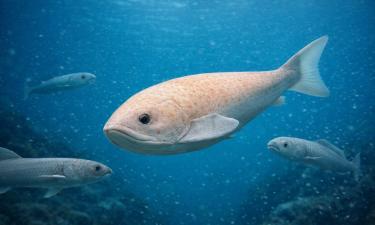 Эволюция на пределе возможного: рыбы прошли через то, что не должно было их пощадить