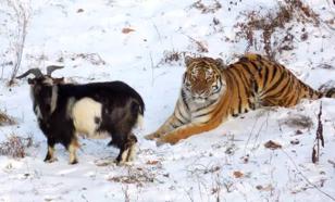 Юрист: "Гей-пропаганда" от козла и тигра — идиотизм, сравнимый с пожаром