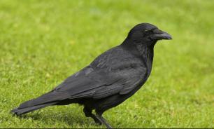 Новокаледонские вороны собрали механизм из разных деталей