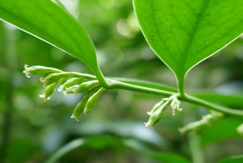 Саркококка