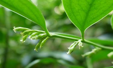 Саркококка самый ароматный зимний куст — Gardening Know How