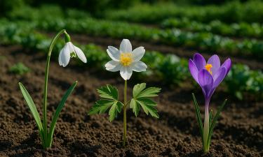 Снег ещё не растаял, а они уже цветут: 8 растений, что приносят весну в сад первыми
