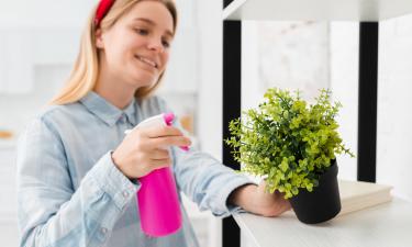 Сухой воздух зимой замедляет рост комнатных растений