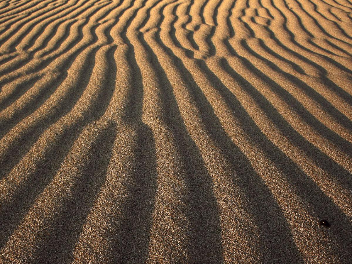 Зелёный заговор песков: что скрывает неожиданное преображение суровой земли