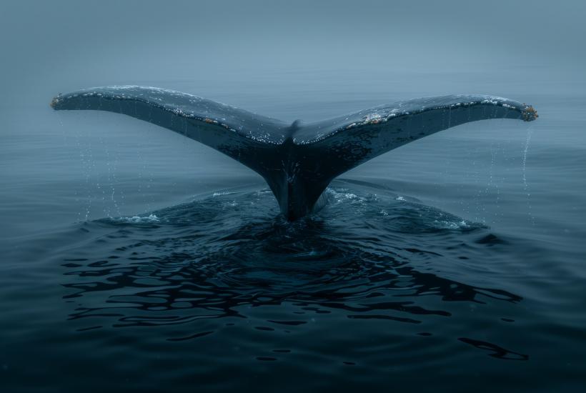 Хвост кита