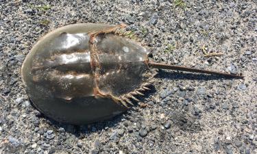 Кровь мечехвостов используют для тестирования вакцин на токсины