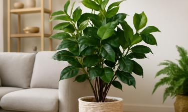 Удобрение из шпинатной воды укрепляет фикус Бенджамина при сухом воздухе — Malatec