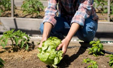 Не травлю, а угощаю: огурцы, помидоры и капуста обожают эти странные подкормки