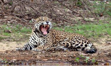 После пожаров 2020 года ягуары освоили рыболовство и совместную охоту — исследование