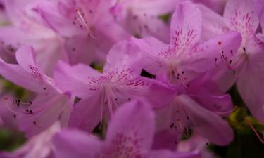 Зелёный оазис против зимней тоски: растения возвращают краски, даже когда за окном метель