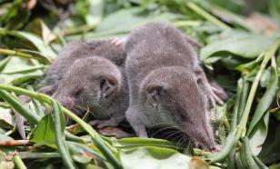 Дедовские методы борьбы с землеройками: отпугивающие, механические и химические. Зверёк уйдет надолго