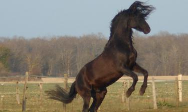 Лошади против мотеля: трёхлетний конфликт в Перми закончился неожиданно