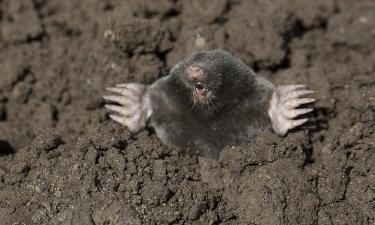 Банки с дёгтем в земле помогают изгнать кротов с грядок