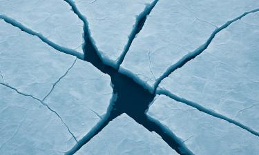 Российские учёные выявили ключевые виды асцидий в экосистемах арктических морей