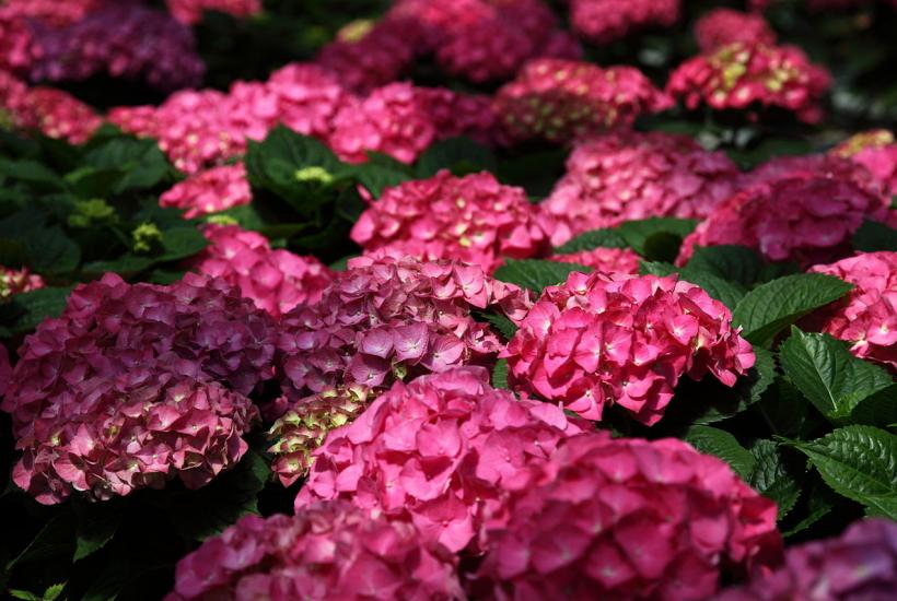 Выявлена высокая приживаемость гортензий после укоренения в воде