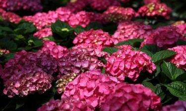 Выявлена высокая приживаемость гортензий после укоренения в воде