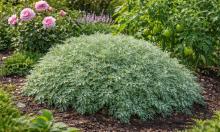 Вредители уходят, а сад становится красивее: растение с запахом, который не выносит тля