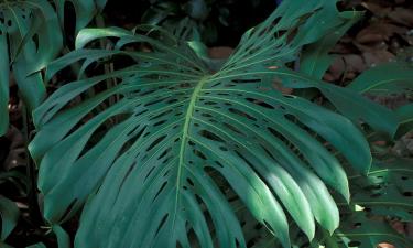 Новый стандарт красоты: 15 растений, которые переживают всё — от авралов до командировок