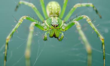 Ярко-зелёного паука микромату заметили на льду Телецкого озера в декабре