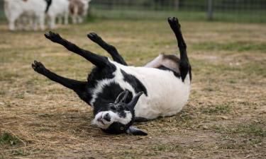 Страх включается — козёл выключается: загадка породы, что сама себе ставит подножку