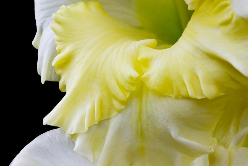 YellowDoubleRidgedGladioli