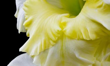 Эксперты ускорили проращивание гладиолусов с помощью опилок — 7dach