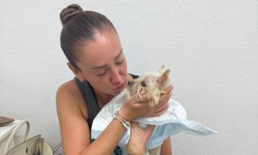 Спасти рядового Шарика: как российские артисты боролись за жизни своих питомцев