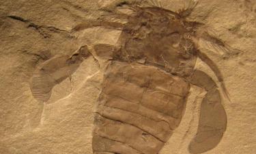 Описан самый поздний из известных ракоскорпионов — Naked Science