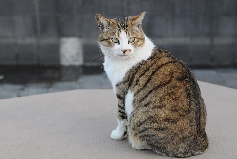 Кот