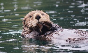 ФБР заинтересовалось проектом: выдры могут стать участниками поисковых операций