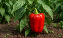 Ультраранние гибриды перца дают урожай через 80 дней