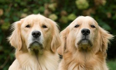Ученые из Бристоля и Манчестера доказали: собаки могут обнаружить болезнь Паркинсона по запаху