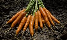 Зачем платить за ленты, если бабушкин способ работает лучше: как сеять морковь щепоткой