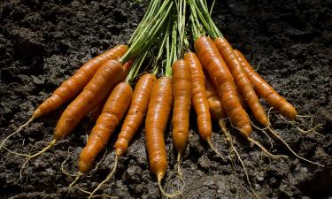 Зачем платить за ленты, если бабушкин способ работает лучше: как сеять морковь щепоткой