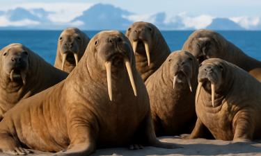 Спутники зафиксировали новое лежбище моржей на Шпицбергене — данные проекта WWF