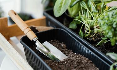 Подготовка ящиков для рассады перед посевом снижает риск болезней растений