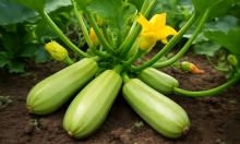 Первые плоды через 35 дней: эти сорта кабачков превращают грядку в конвейер урожая