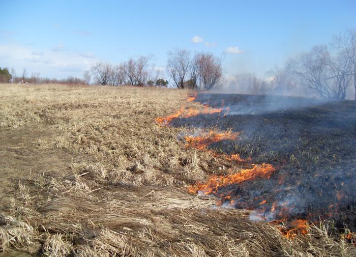 Российские учёные выяснили, как решить проблему заброшенных торфяников