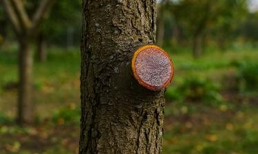 Йод защищает древесные спилы от гнили в зимний период