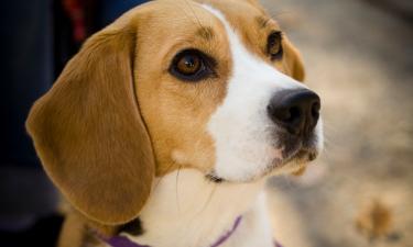 Собаки наклоняют голову для улучшения обзора на лицо хозяина — зоопсихологи