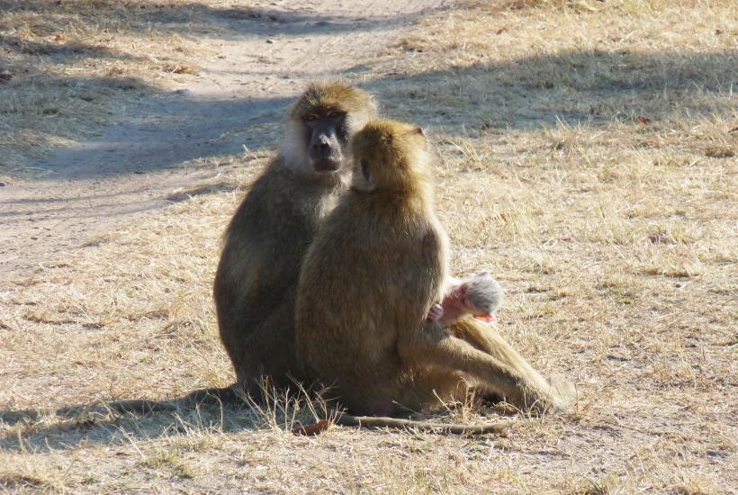 Бабуины Кинда